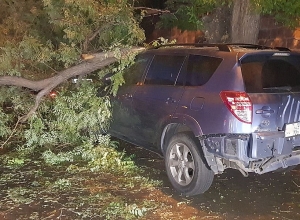 Երեկ ուժգին քամու հետևանքով Երևանում տասնյակ ծառեր են տապալվել