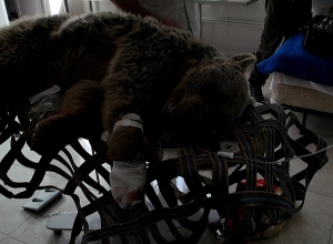 Օրերս Վայոց ձորում հայտնաբերված մոտ 3-ամյա գորշ արջը սատկել է