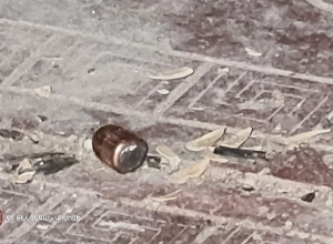 Կրակոց Երևանում. հարուցվել է քրեական գործ․ ՔԿ