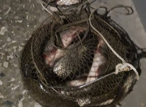 Ձկնորսական ցանցով որսացել է թվով 21  հատ, ընդհանուր՝ 7.1կգ  «Կողակ» տեսակի ձուկ