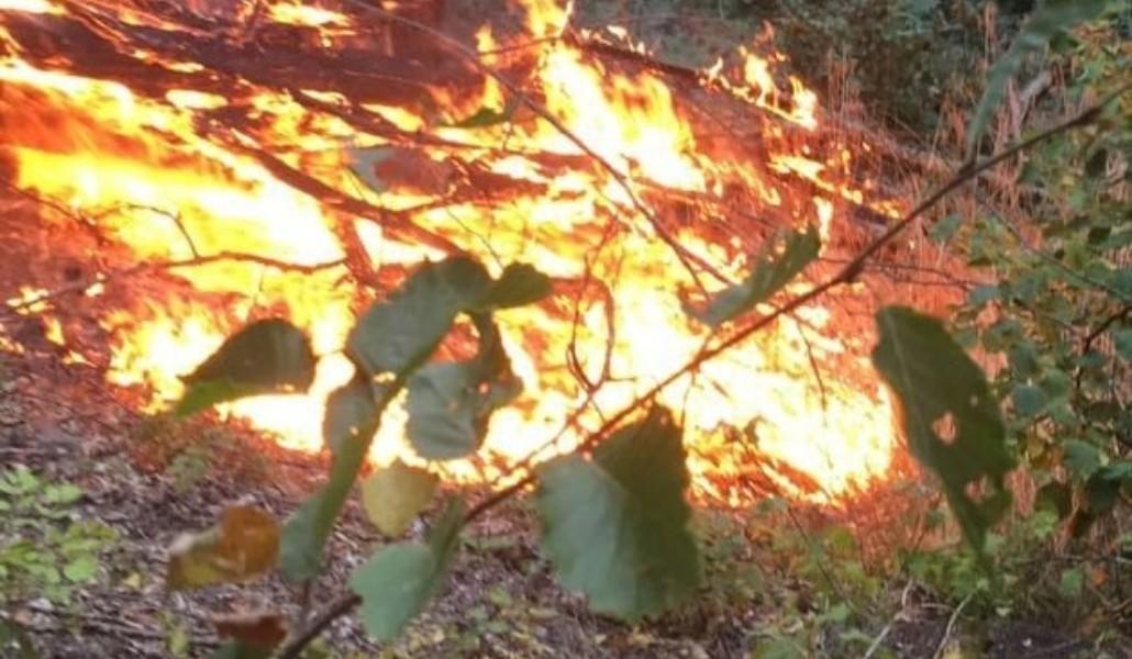 239042065_204197921726384_5670324207835899171_n