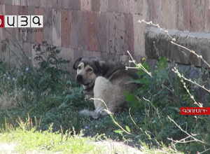 Գյումրիում թափառող շները՝ լուրջ սպառնալիք