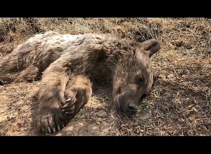 Ցանցավանդակի մեջ խճճված արջը բաց թողնվեց վայրի բնություն