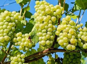 Կառավարությունը երկարաձգել է խաղողի մթերումների համար տրվող վարկերի ժամկետները