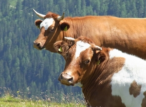 Սպանդանոցներին սպանդի ծառայության վճարի մասնակի փոխհատուցում կտրամադրվի