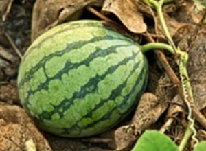 Մարտակերտում ձմերուկ են մշակում