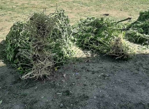 Полиция Арташата обнаружила наркотики и боеприпасы