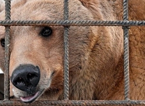 Խստացվելու է վերահսկողությունը վայրի կենդանիների անազատ և կիսաազատ պայմաններում պահման նկատմամբ