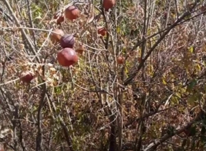 Ագարակում այգիներ են չորացել