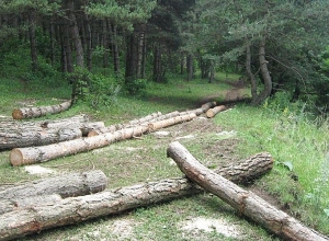 Քաղաքներում ծառերի հատումը կիրականացվի միայն համայնքի ղեկավարի թույլտվությամբ