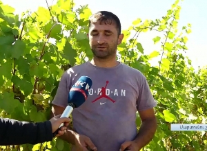 Թշնամու սադրանքների պատճառով Ամարասի հովտում խաղողի բերքահավաքն ընդհատումներով է իրականացվել