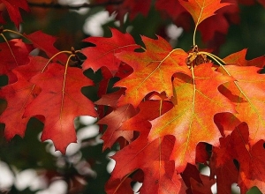 Ջերմաստիճանը նվազելու է