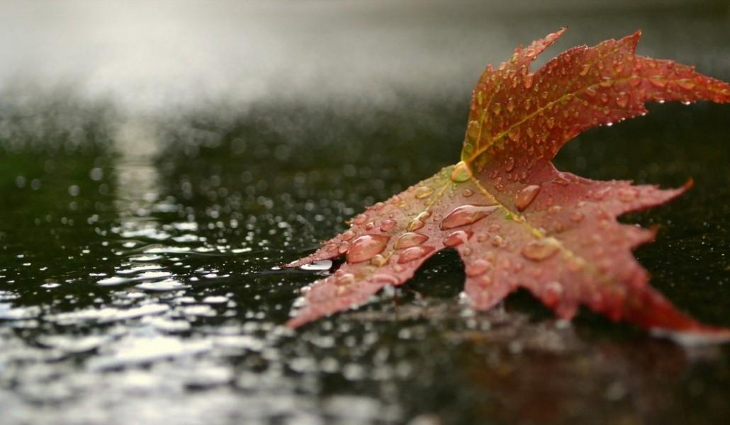 autumn rain