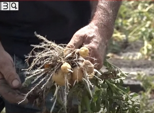 50 տ վաճառքի կարտոֆիլի փոխարեն՝ 3 տ անասնակեր․ Այգաբացում ոռոգման ջուր չկա