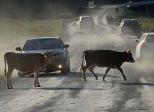 «Ինֆինիտի»-ն բախվել է վրաերթի ենթարկված կովին ու ընկել ձորը․ վարորդը հիվանդանոցում մահացել է