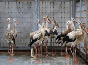 Երևանի կենդանաբանական այգի են բերվում աղտոտված արագիլներ, որոնք բուժվում և բաց են թողնվում