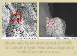 Նովա հովազը վերադարձել է Արարատի մարզ՝ Կովկասյան կենսաբազմազանության ապաստարան