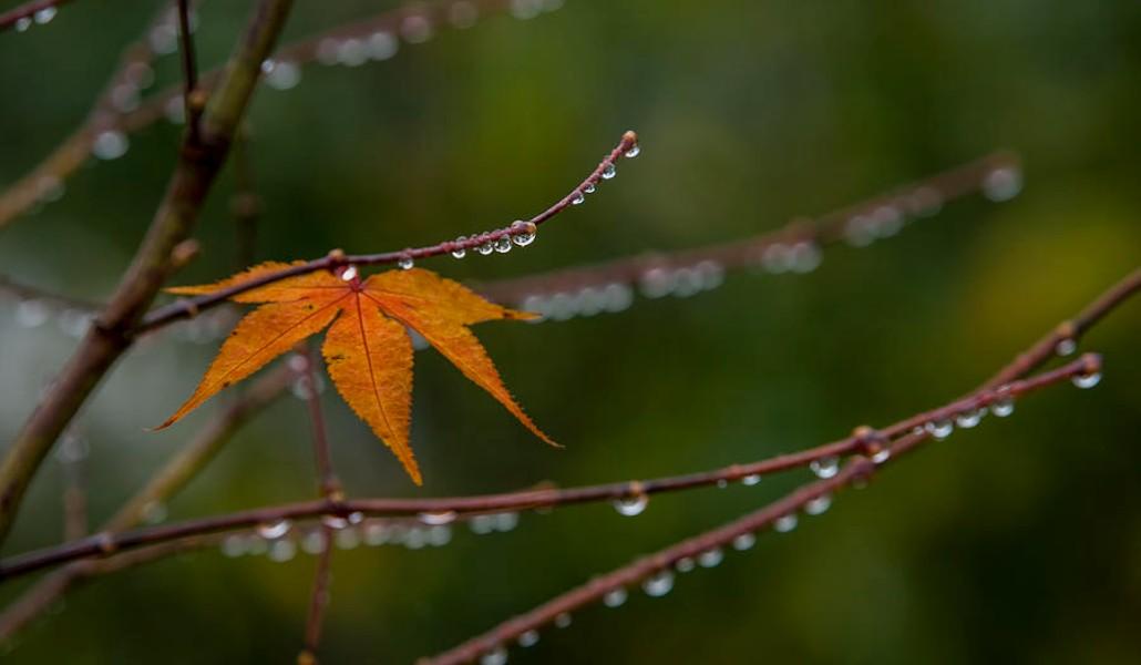 autumn-rain