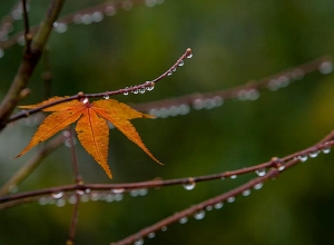Սպասվում են տեղումներ
