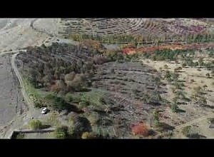 «Ջրվեժ» անտառպարկում ամառային հրդեհների արդյունքում այրված 7 հեկտար տարածքում ծառատունկ իրականացվեց