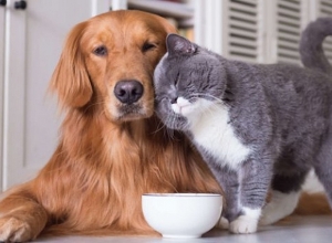 Տնային կենդանիների հաշվառումը կիրականացնեն վարչական շրջանները