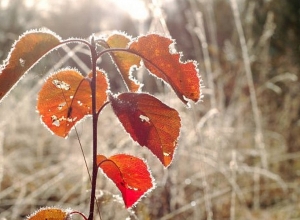 Արարատյան դաշտում մինչև -3 աստիճան ցուրտ կգրանցվի