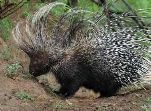 Որսագողության դեպք՝ Արցախում