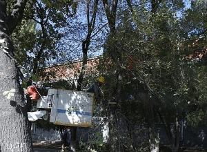 Երևանում մեկնարկել է ծառերի աշնանային էտը