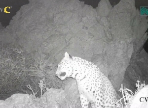 Թակարդ-տեսախցիկները նոր կադրեր են որսացել Նովա հովազից