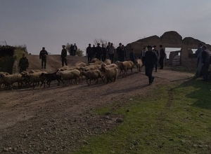 Ադրբեջանցիները վերադարձրել են Կոռնիձորի բնակչի 106 գլուխ ոչխարները