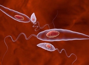 Օրակարգում թափառող կենդանիներից մարդկանց անցնող լեշմանիոզի կանխարգելման հարցն էր