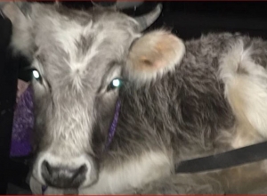 BMW-ով կով էր գողացել