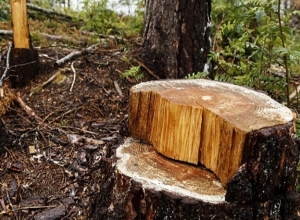 Պուշկինի և Եկմալյան փողոցների խաչմերուկում ապօրինի ծառահատում կատարողը ներկայացել է ոստիկանություն