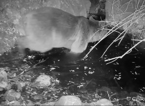 2 «դեռահաս» արջերը վայելում են իրենց գիշերային լոգանքը