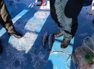 ՇՄ նախարարը մասնակցել է Սևանա լճից ձկնորսական ապօրինի ցանցերի դուրսբերմանը. լուսանկարներ