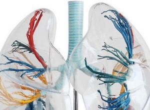 Ինչպե՞ս կանխել թոքերի օբստրուկտիվ հիվանդության զարգացումը