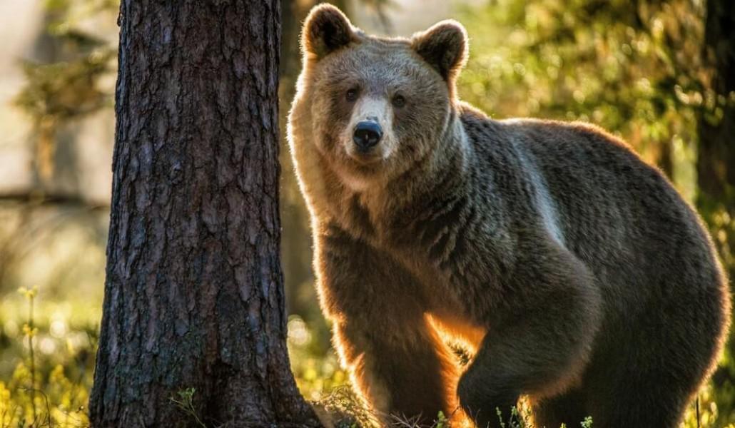 shutterstock_741420430