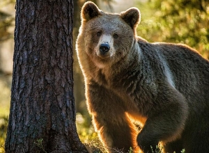 Պատասխանատվություն՝ գորշ արջ սպանելու համար. ՇՄՆ անդրադարձը