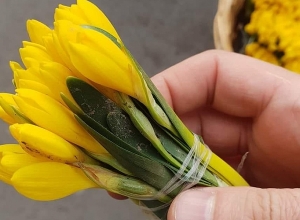 Երևանում վաճառվում է Կարմիր գրքում գրանցված ծաղկի վերացող տեսակը