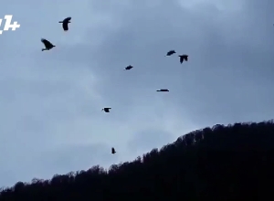 «Спор» ворон на дилижанском небе