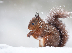 10-го февраля ожидаются осадки