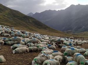 Ինչպես կանխարգելել, պայքարել եւ վերացել մանր եղջերավոր կենդանիների վարակիչ հիվանդությունները