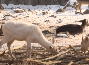 Ովքեր են փորձում թունավորել կենդանաբանական այգու կենդանիներին