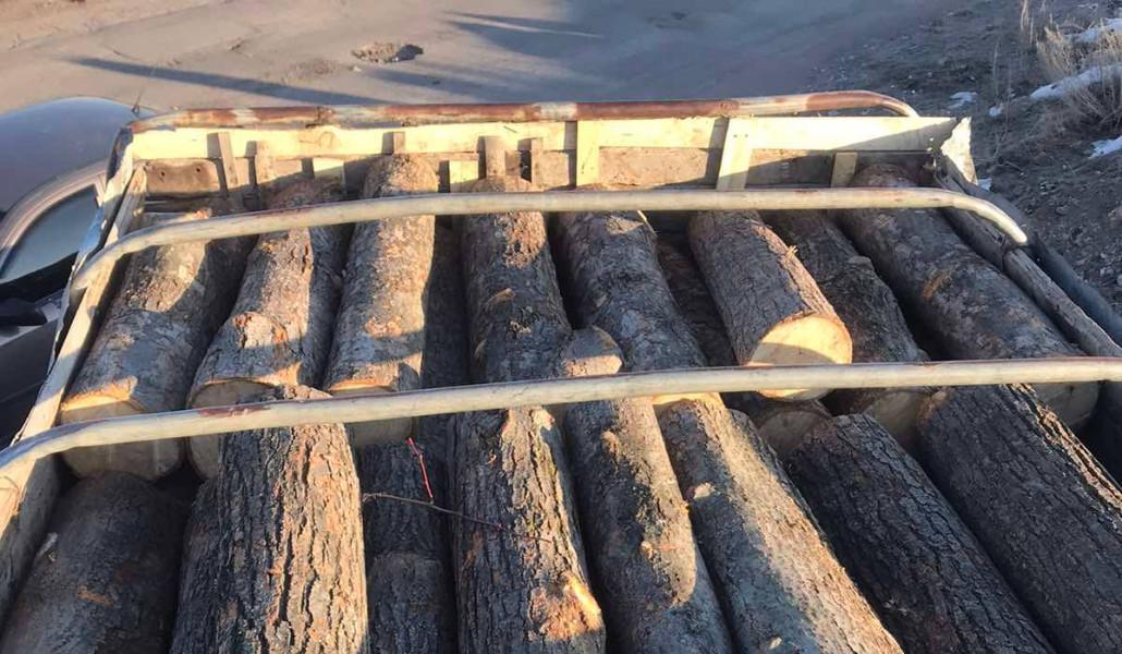 փայտանյութ