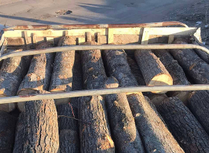 Գորիսի ոստիկաններն ապօրինի ծառահատման դեպք են բացահայտել