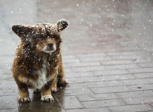 Եղանակն առաջիկա օրերին