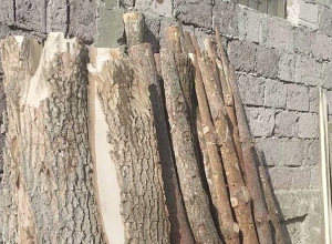 Ապօրինի հատվել էր 46 ծառ. մեկ անձ  ձերբակալվել է