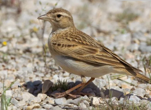 Տափաստանային 50 արտույտ` բեռնախցիկում