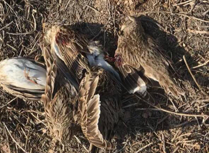 Ապօրինի որս ու ապօրինի փայտանյութ են հայտնաբերել