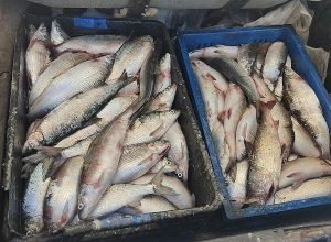 Որոշել են Սևանա լճում սիգի արդյունագործական որսի չափաքանակը ավելացնել ևս 300 տոննայով